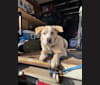 Romeo, a German Shepherd Dog and American Bulldog mix tested with EmbarkVet.com