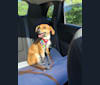 Jimmy, a Chihuahua and Beagle mix tested with EmbarkVet.com