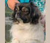 Emme, a Tibetan Spaniel tested with EmbarkVet.com