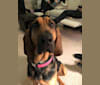 Photo of Penelope, a Bloodhound  in New Berlin, Wisconsin, USA