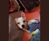 Photo of Gideon, a Chihuahua, Poodle (Small), Pekingese, and Mixed mix in Arizona, USA