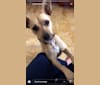 Kira, an American Pit Bull Terrier and Labrador Retriever mix tested with EmbarkVet.com