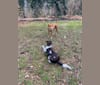 Milo, a Labrador Retriever and Basset Hound mix tested with EmbarkVet.com