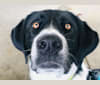 Millie, a Labrador Retriever and Great Pyrenees mix tested with EmbarkVet.com