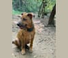 Photo of Jack, an Australian Cattle Dog, Welsh Terrier, Catahoula Leopard Dog, American Pit Bull Terrier, and Mixed mix in Huntsville, Alabama, USA