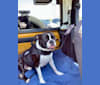 Photo of Arlo, a Boston Terrier  in Florence, Kentucky, USA