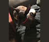 Tinks, an Italian Greyhound and Miniature Pinscher mix tested with EmbarkVet.com