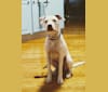 Fern, an American Pit Bull Terrier and Miniature/MAS-type Australian Shepherd mix tested with EmbarkVet.com