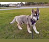 Leila, a Siberian Husky tested with EmbarkVet.com
