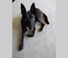 Kaya, a German Shepherd Dog and American Pit Bull Terrier mix tested with EmbarkVet.com