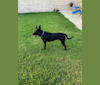 Photo of Kopitar, a German Shepherd Dog, American Pit Bull Terrier, and Australian Cattle Dog mix