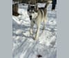 Baxter, a Siberian Husky tested with EmbarkVet.com