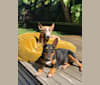Mini, a Bull Terrier tested with EmbarkVet.com