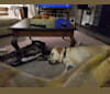 Zaida, an American Bulldog and German Shepherd Dog mix tested with EmbarkVet.com