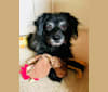 Brady, a Chihuahua and Poodle (Small) mix tested with EmbarkVet.com