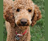 Saul, a Poodle (Standard) tested with EmbarkVet.com