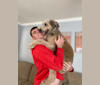 Photo of Molly, a Poodle (Standard), Labrador Retriever, and Golden Retriever mix in Columbia, SC, USA