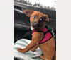Mellie, a Rottweiler and Chihuahua mix tested with EmbarkVet.com
