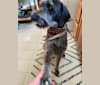 Duke, a German Wirehaired Pointer and Doberman Pinscher mix tested with EmbarkVet.com