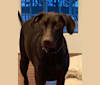 Photo of Stella, a Doberman Pinscher and Labrador Retriever mix