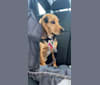 Beretta, a Beagle tested with EmbarkVet.com