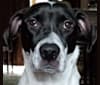 Carmen, an American Pit Bull Terrier and Labrador Retriever mix tested with EmbarkVet.com