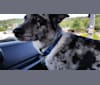 Mambo, an Australian Cattle Dog and German Shepherd Dog mix tested with EmbarkVet.com