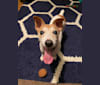 Emma, a Russell-type Terrier tested with EmbarkVet.com