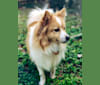 Foxley, a Pomeranian tested with EmbarkVet.com