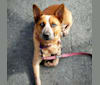 Ruby, an Australian Cattle Dog and Border Collie mix tested with EmbarkVet.com