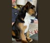 Duke, an American Pit Bull Terrier and Australian Cattle Dog mix tested with EmbarkVet.com
