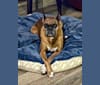 Photo of Whiskey, a Boxer  in California, USA