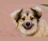 Photo of Tita, a Shih Tzu, Chihuahua, Pomeranian, Miniature Pinscher, Mountain Cur, and Miniature Schnauzer mix in San Angelo, Texas, USA