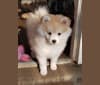 Pomsky Bandits'  Starlight Shaila, a Pomeranian and American Eskimo Dog mix tested with EmbarkVet.com