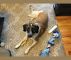 Cooper, a Beagle and Labrador Retriever mix tested with EmbarkVet.com
