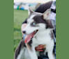 Pomsky Northerns' Bluebelle, a Pomeranian and Siberian Husky mix tested with EmbarkVet.com