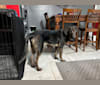 Ariya, a Plott and German Shepherd Dog mix tested with EmbarkVet.com