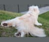 Scratchi, an East Asian Village Dog tested with EmbarkVet.com