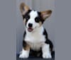 Croc, a Cardigan Welsh Corgi tested with EmbarkVet.com