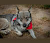 Mavis, GrandLine WolfDog a dog tested with EmbarkVet.com