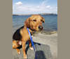 Photo of Rocky, an American English Coonhound, Beagle, Norwegian Elkhound, and Mixed mix in Boston, Massachusetts, USA