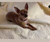 Mitch, a Chihuahua and Miniature Pinscher mix tested with EmbarkVet.com