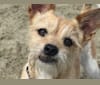 Penny, a Chihuahua and Pomeranian mix tested with EmbarkVet.com