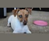Photo of Tigger, a Chihuahua, Miniature Pinscher, American Pit Bull Terrier, and Russell-type Terrier mix in Honolulu, Hawaii, USA