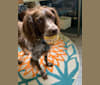 Photo of Hershey, a Brittany  in Canada