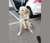 Olive, an Eastern European Village Dog tested with EmbarkVet.com