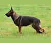 Daffy, a German Shepherd Dog tested with EmbarkVet.com