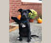 Photo of Bruin, an American Pit Bull Terrier, Boxer, German Shorthaired Pointer, and Mixed mix in North Carolina, USA
