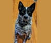 Clark, an Australian Cattle Dog and German Shepherd Dog mix tested with EmbarkVet.com