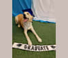 Caius, a German Shepherd Dog and Golden Retriever mix tested with EmbarkVet.com